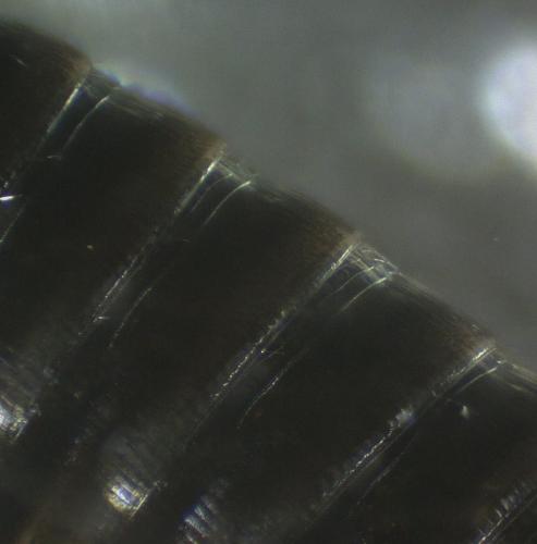 Réf. 337 359 : Tachypodoiulus niger
